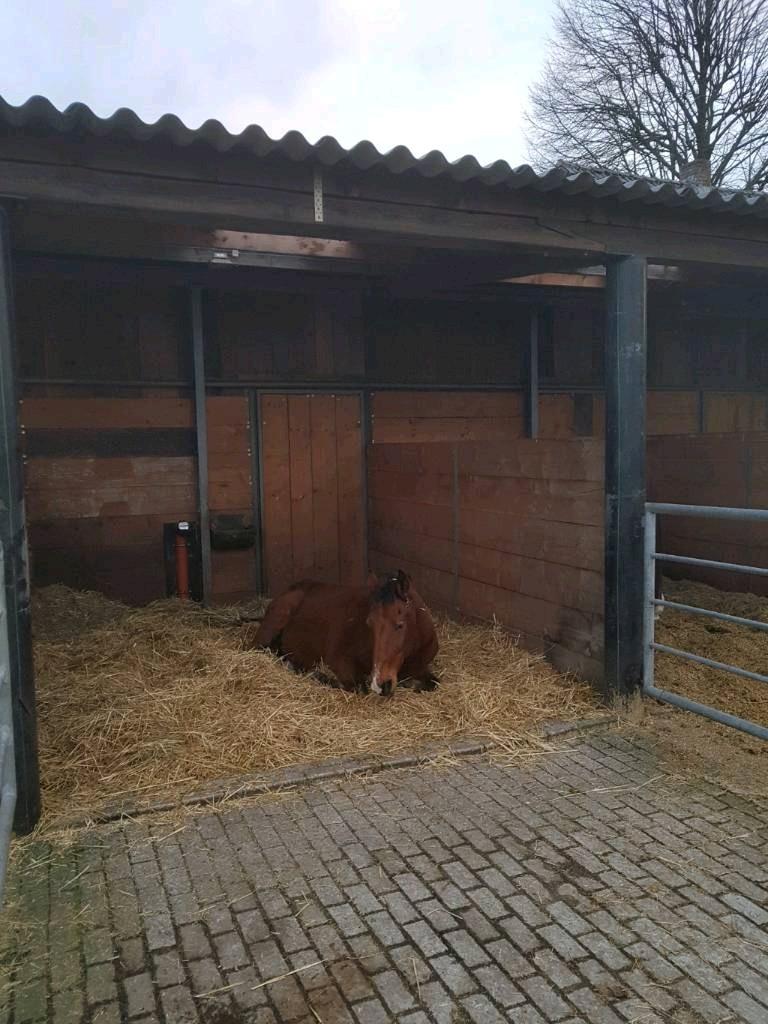 Braunes Pferd liegt entspannt im Offenstall