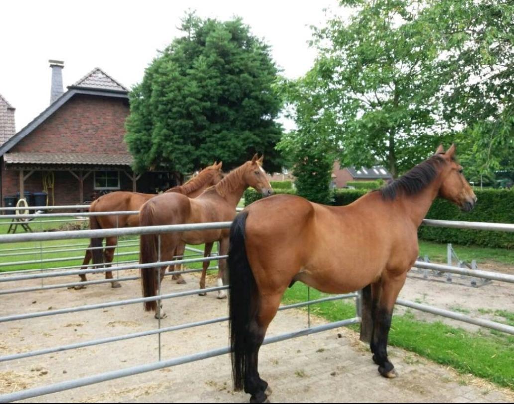 Drei braune Pferde im Paddock