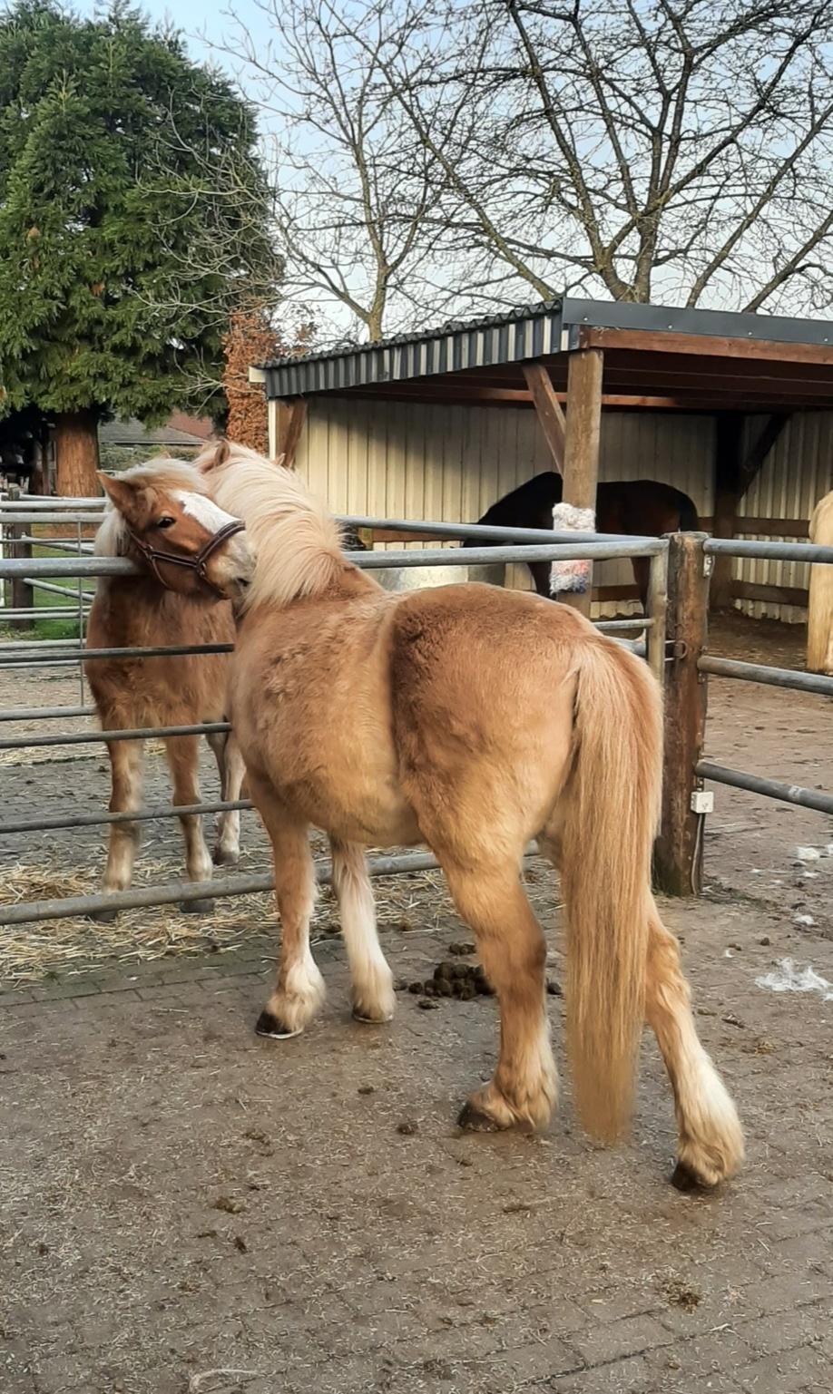 Haflinger im verschneiten Hof