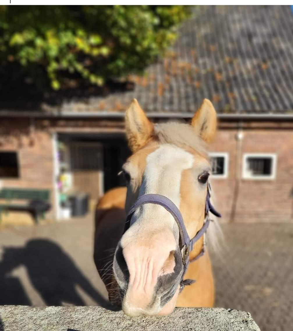 Haflinger – Nahaufnahme vom Gesicht