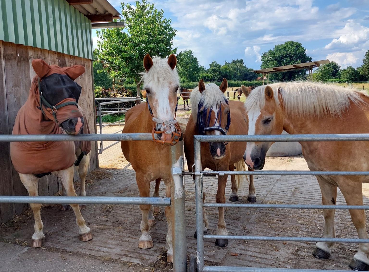 Vier Haflinger am Auslauf