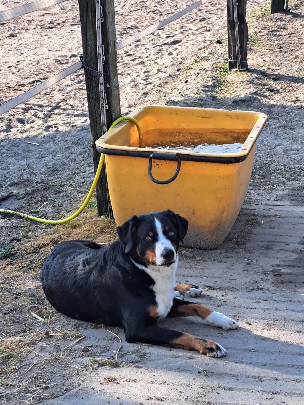 Hund liegt vor Tränkebehälter im Reitstall