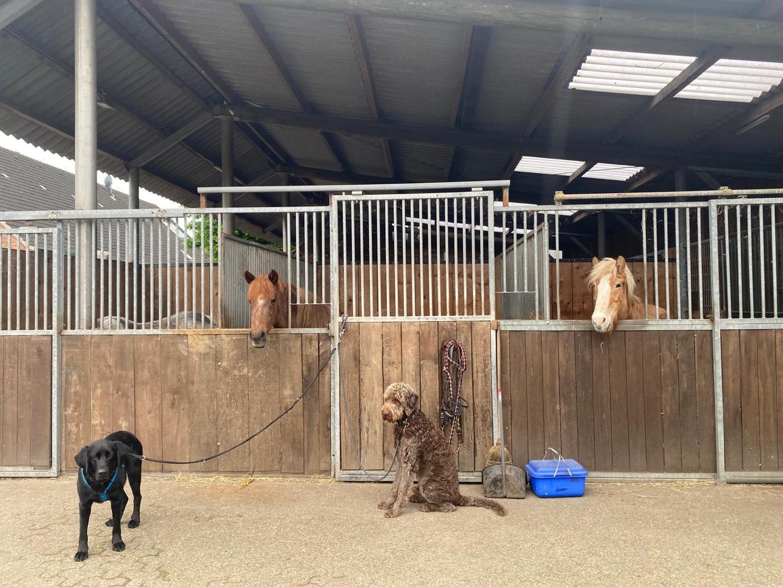 Hunde und Pferde im Stallbereich