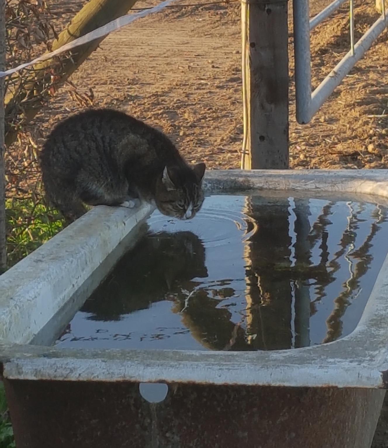 Katze trinkt Wasser aus Tränke am Stall