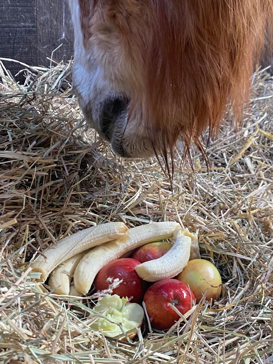 Pferd frisst Äpfel und Bananen aus Heu