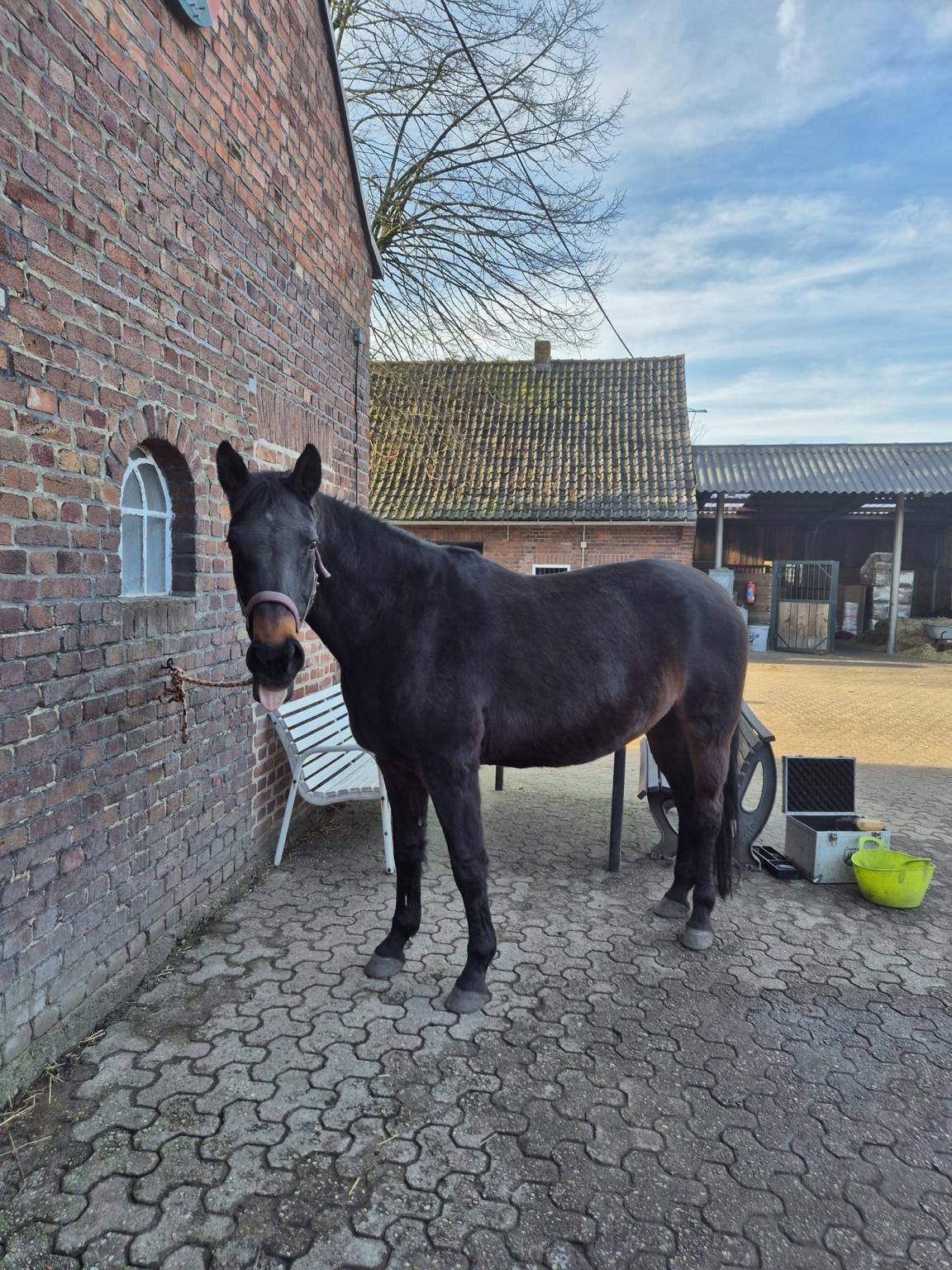 Schwarzes Pferd vor Backsteinmauer