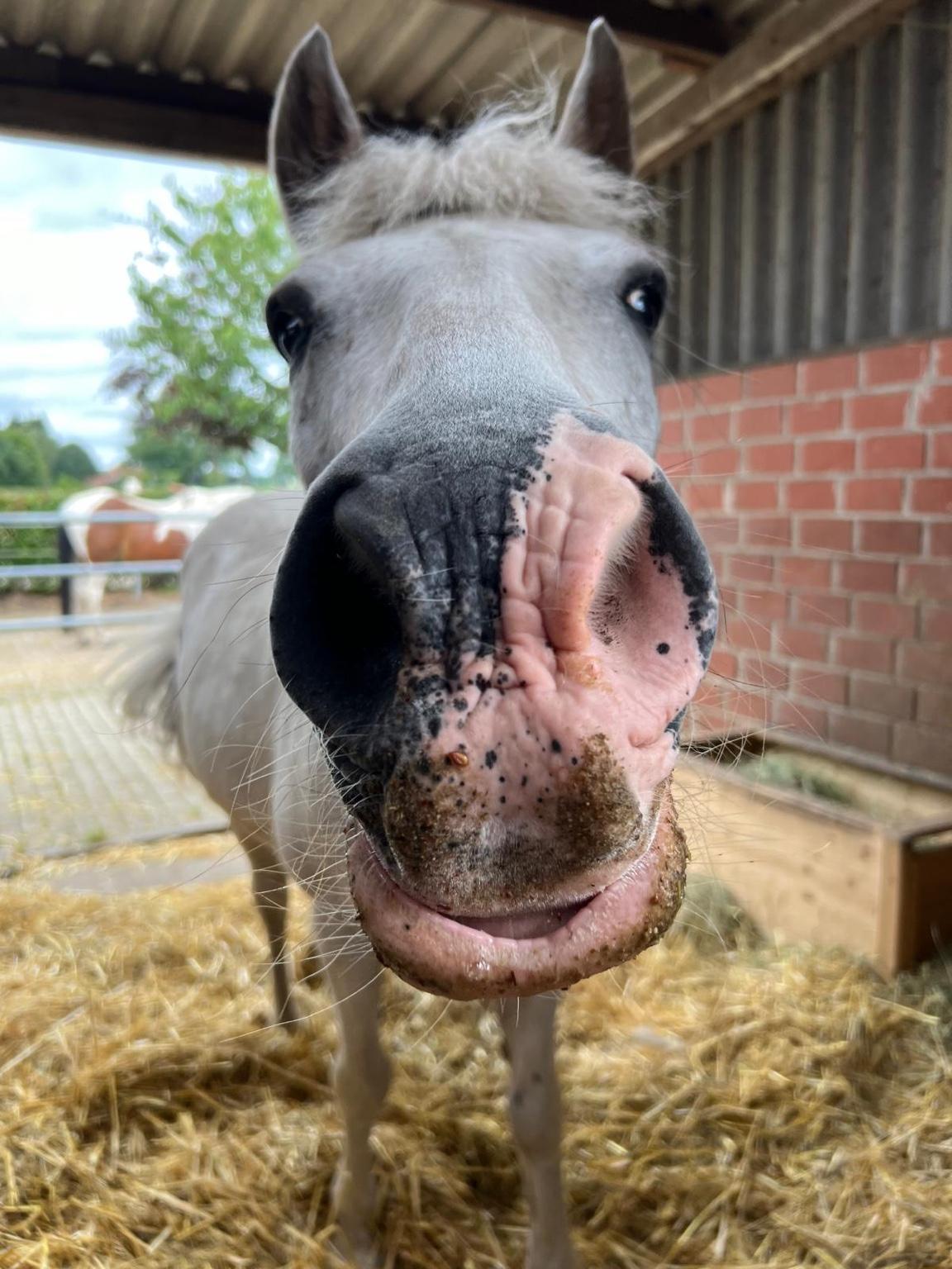 Weißes Pony mit schmutziger Nase – Nahaufnahme