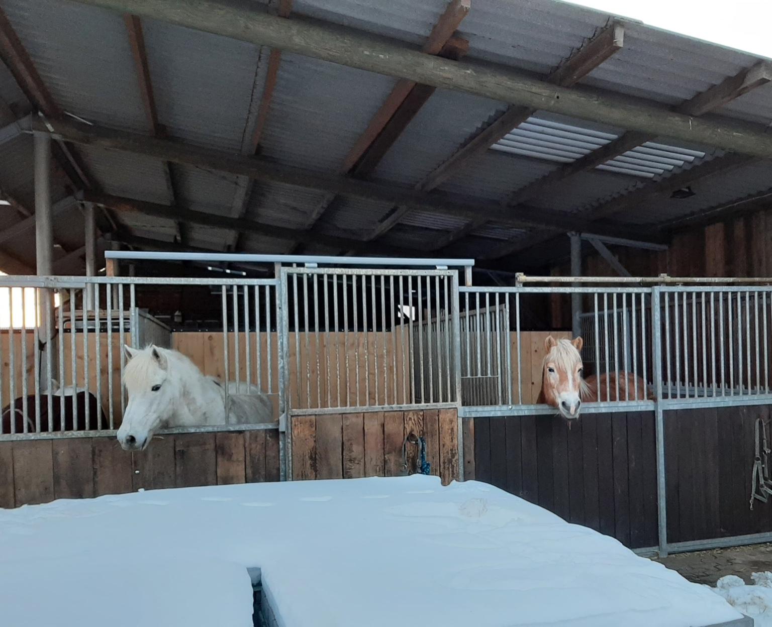 Weißes und fuchsfarbenes Pony im Offenstall