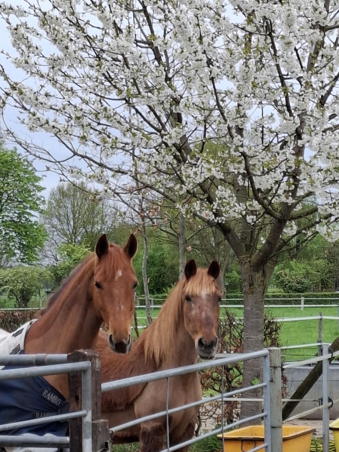 Zwei Pferde vor blühendem Baum im Frühling
