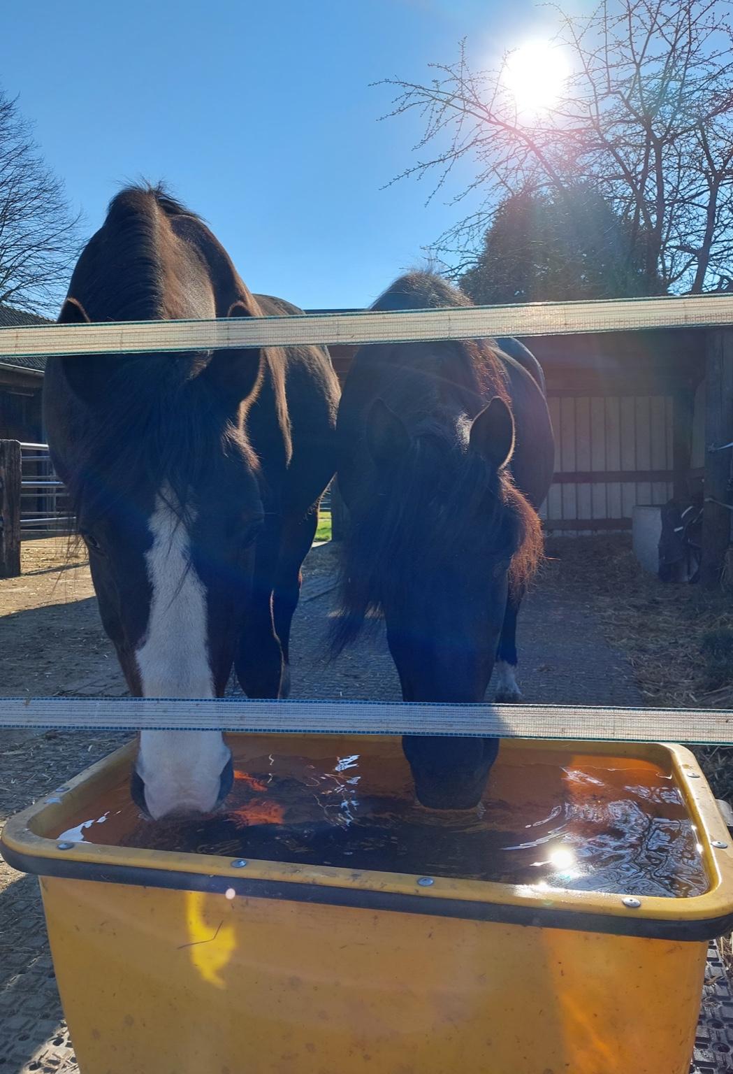 Zwei schwarze Pferde trinken aus gelbem Bottich